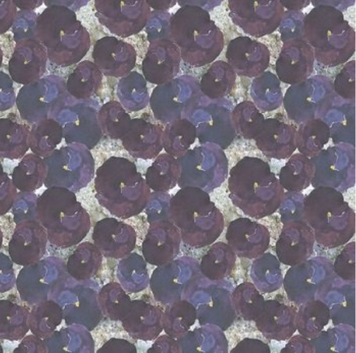 Free Spirit | Special Moments | Drifting Pansies | Purple
